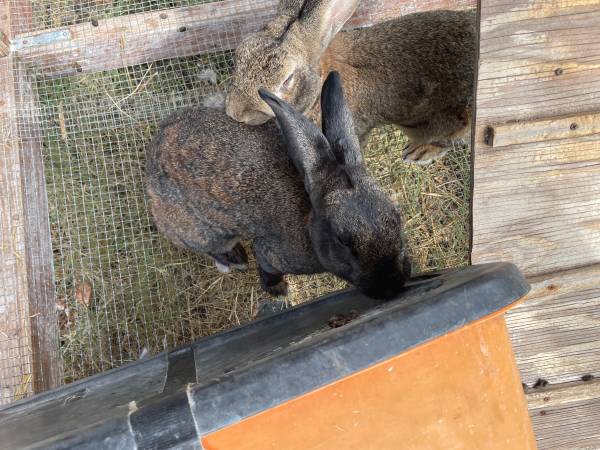 Rabbits 1