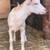 Adorable blue eyed polled rose colored Nigerian Dwarf buckling 5 thumbnail