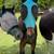 Standardbred filly 2 thumbnail
