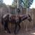 AQHA WEANLINGS 2 thumbnail