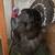 Full Strut Turkey Mount 2 thumbnail
