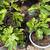 Fig Trees, Windmill Palm, Fruit trees, flower bushes and more plants 15 thumbnail