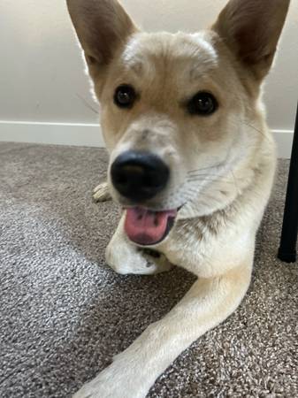 Siberian Husky Mix (Lynnwood)63942499531778120