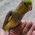 Young Parrotlets 3 thumbnail