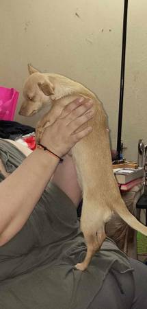 Chihuahua needs home63993568484226122