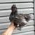 hens 1 thumbnail