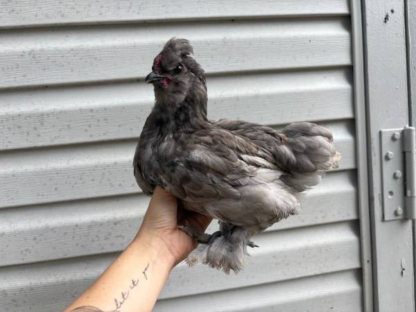 hens 1