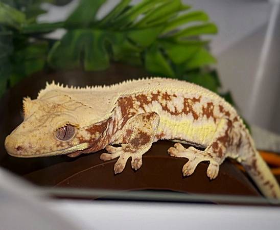 Multiple crested geckos available 1