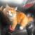 Cat available 7 thumbnail