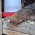 Three Welsummer pullets 4 thumbnail