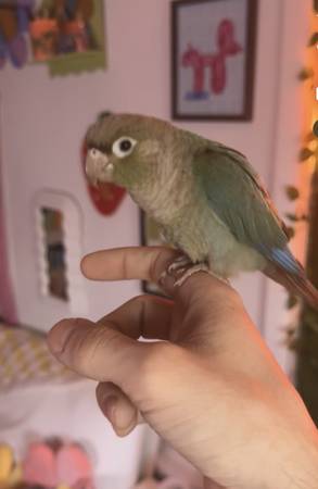 Cinnamon turquoise green cheek conure. (Baltimore)63669519357443120