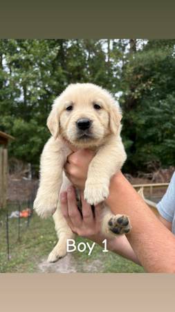 Rehoming golden retriever puppies (New Bern)63897334449666122