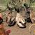 3 male Golden 300 ducks 3 thumbnail