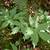 Native Plant: Pacific Waterleaf (Hydrophyllum tenuipes) 3 thumbnail