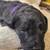 Medium Size Labradoodles F1B 9 thumbnail