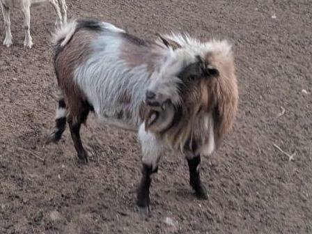 Nigerian Dwarf Buck 1