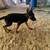 Mascotas/Dog German Shepherd 2 thumbnail