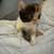 Persian Ragmuffin mix kitten Female 5 thumbnail