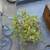 Cork Bark Elm Bonsai 5 thumbnail
