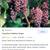 Grape Plants Canadice Seedless Reds 4 thumbnail