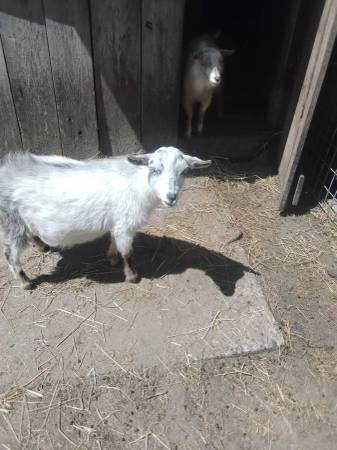 Nigerian Dwarf Buck 1