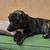 Dog found in Pauma Valley 2 thumbnail