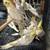 Cockatiels 4 thumbnail