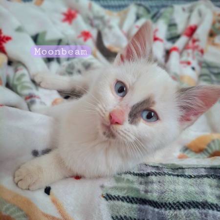 🐾Kitten Adoption Event 🐾 1