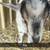 Goats for sale 4 thumbnail