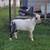 Nigerian buck 5 thumbnail
