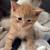 5 Week Old Kittens 2 thumbnail
