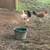 Game pullets 4 thumbnail