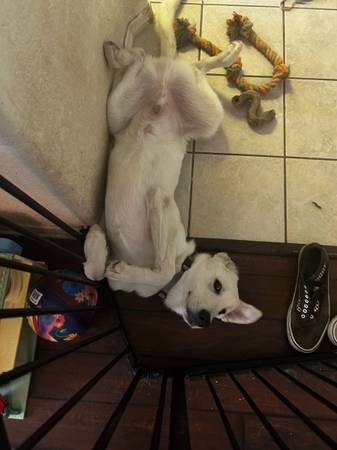 Great Pyrenees- German Shepherd Mix Puppy 1