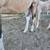 TWH weanlings 11 thumbnail