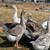 Geese 4 thumbnail