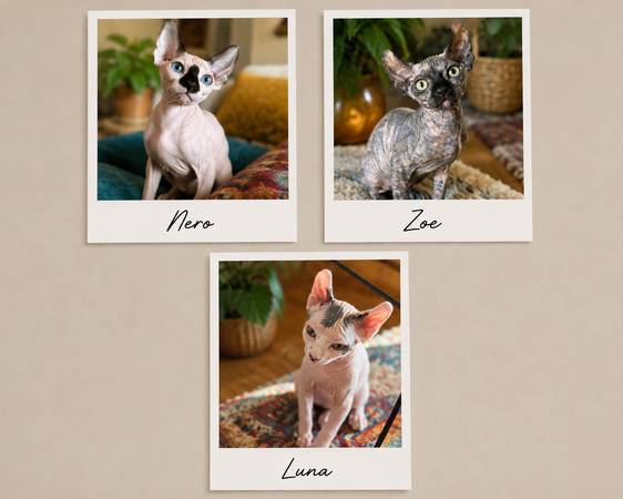 Canadian Sphynx kittens ready to new home 1