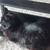 Lost long haired black cat named U.P. 3 thumbnail