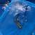 flagtail fish 2 thumbnail