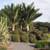 Shaving Brush palms ---- Chatham Island palm 1 thumbnail