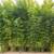 Bamboo Plants for Privacy ~ Expert Advice ~ Delivery Available 2 thumbnail