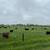 Angus cows 2 thumbnail