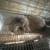Rabbits 1 thumbnail