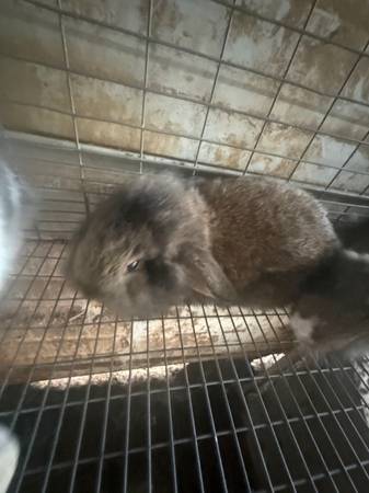 Rabbits 1