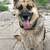 German shepherd dog 1 thumbnail