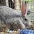 Rabbits and Hutches 2 thumbnail