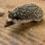 Healthy Baby Hedghogs 14 thumbnail