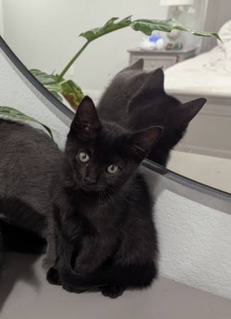 Kitten dulces listos para nuevos hogares (Canby)63916332943747121