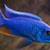 Freshwater cichlids 13 thumbnail