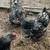Standard Silver Laced Cochin 3 thumbnail