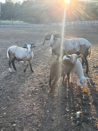 Sheep 1